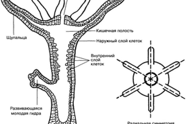 Ссылки на даркнет сайты